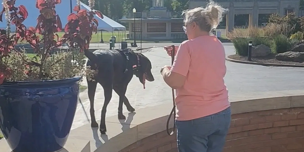 Dog training, dog obedience, dog fitness, dog parkour, Daisy is doing a 4 foot on. Southern, Illinoi