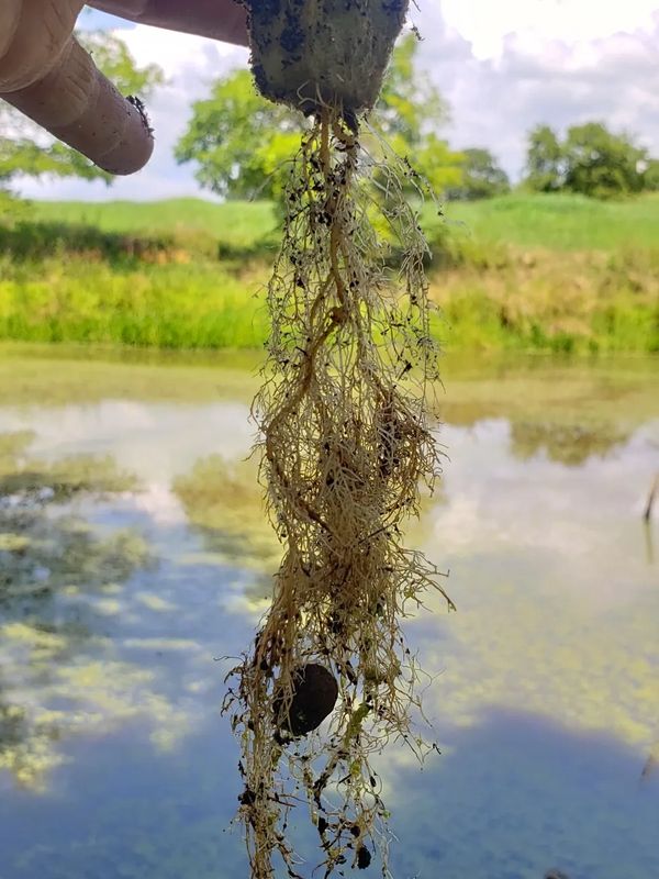 Close-up of aquatic plant roots with a snail, held above a pond.