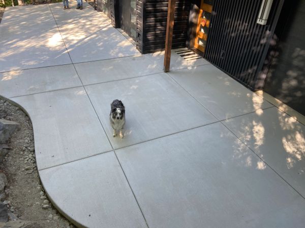 Small dog standing on a newly paved concrete sidewalk.