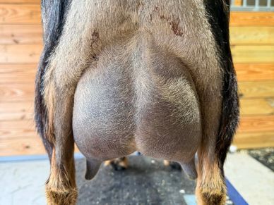 Close-up of a goat's full udder with teats visible.