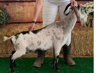 A person holding a trimmed goat by a leash indoors.