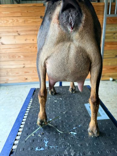 Rear view of a goat standing on a grooming table in a barn.