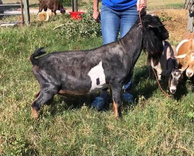 A black and white goat being held on a leash in a grassy area.