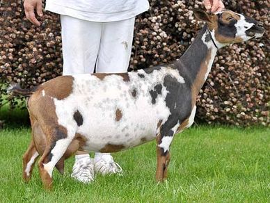 A multicolored goat standing on grass beside a person.