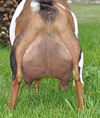 Rear view of a goat with a full udder standing on grass.