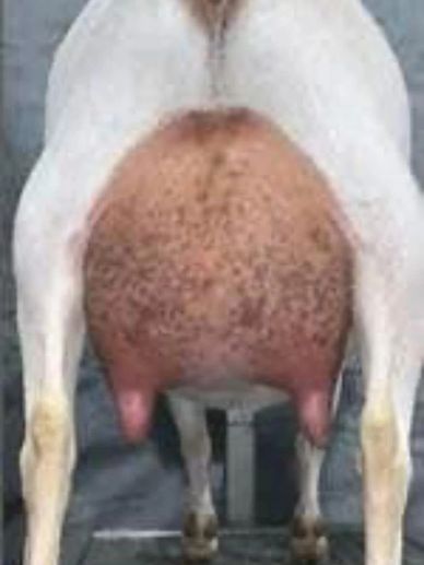 Close-up of a goat's udder with prominent teats.