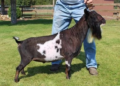 A black and white goat with a long beard standing on grass.