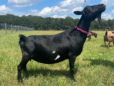 A black goat with white spots standing in a grassy field under a blue sky.
