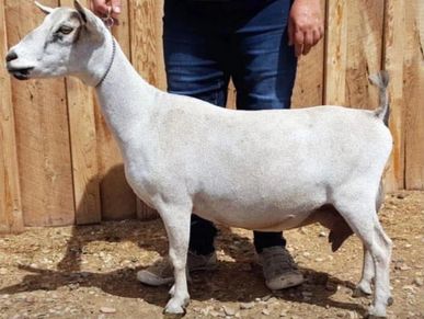 A white goat standing beside a wooden fence with a person behind it.