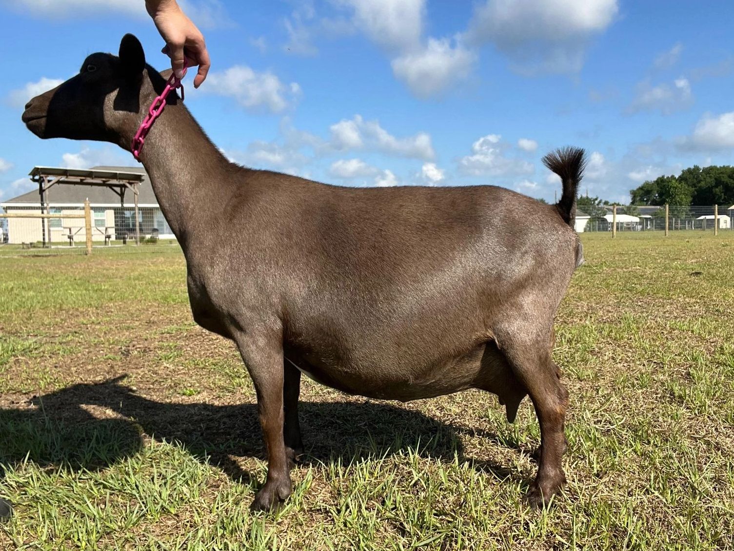 A brown goat with a pink collar stands on grass under a blue sky.