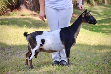 A black and white goat standing on grass.
