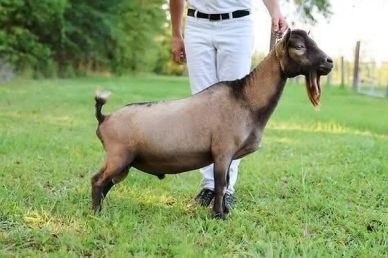 A brown goat with a long beard standing on grass.