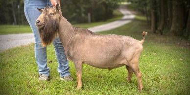 A brown goat standing on grass beside a person.