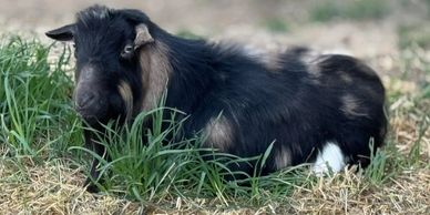 A black goat with white markings resting on grass.