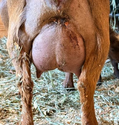 Close-up of a goat's full udder in a barn.