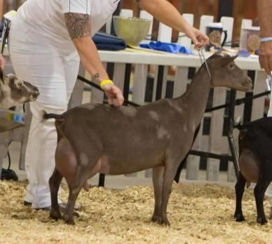 A person holding a brown goat by a leash indoors.