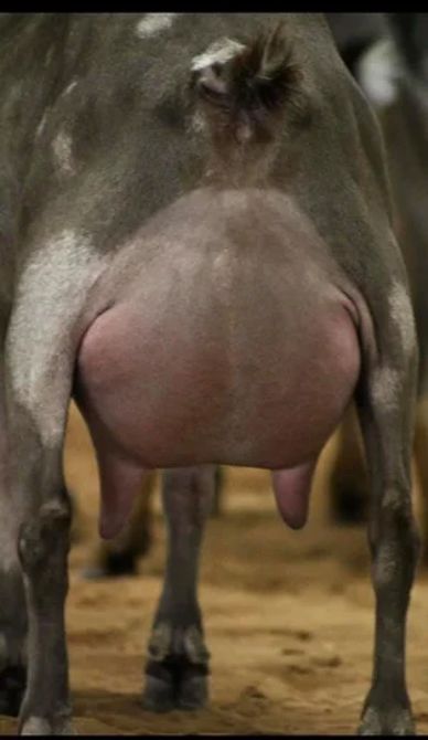 Close-up of a cow's full udder.