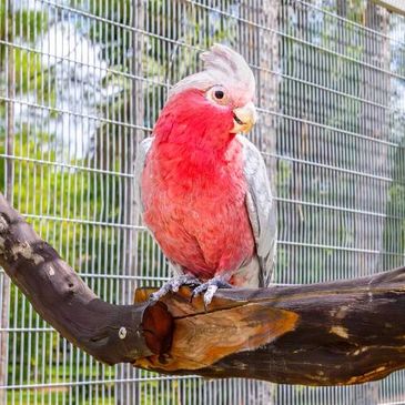 Avian Rescue Donations