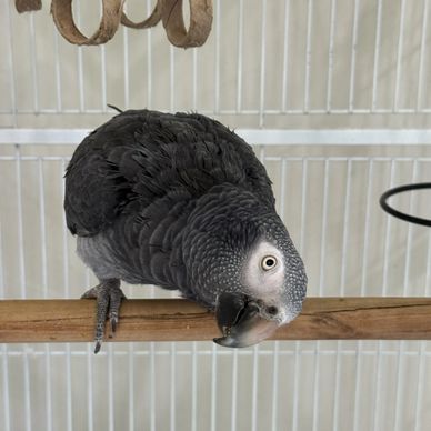 African Grey Parrot tilting head on perch.