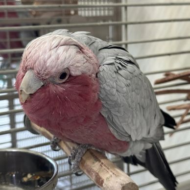 A pink and gray parrot perched in a cage.