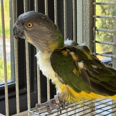 Green and yellow parrot perched inside a cage by a window.