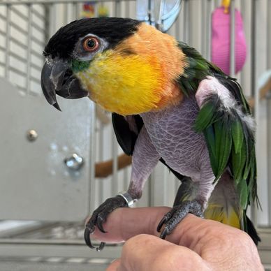 A colorful parrot perched on a person's hand.