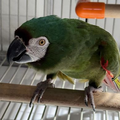 Green parrot perched inside a cage.