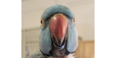 Marco adoptable rescue parrot