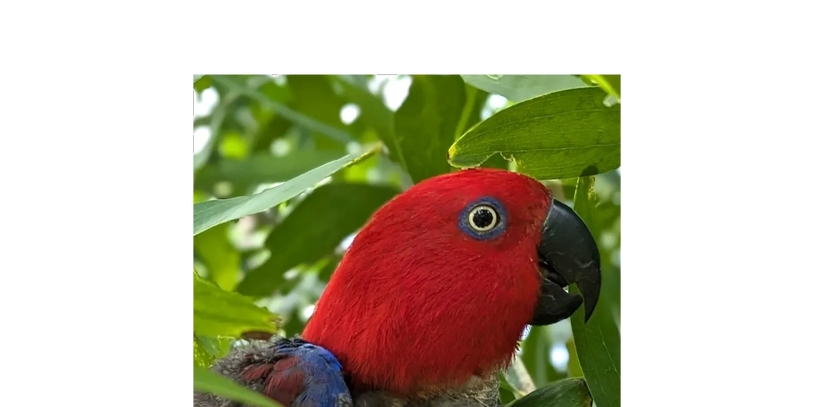 Bella adoptable rescue parrot