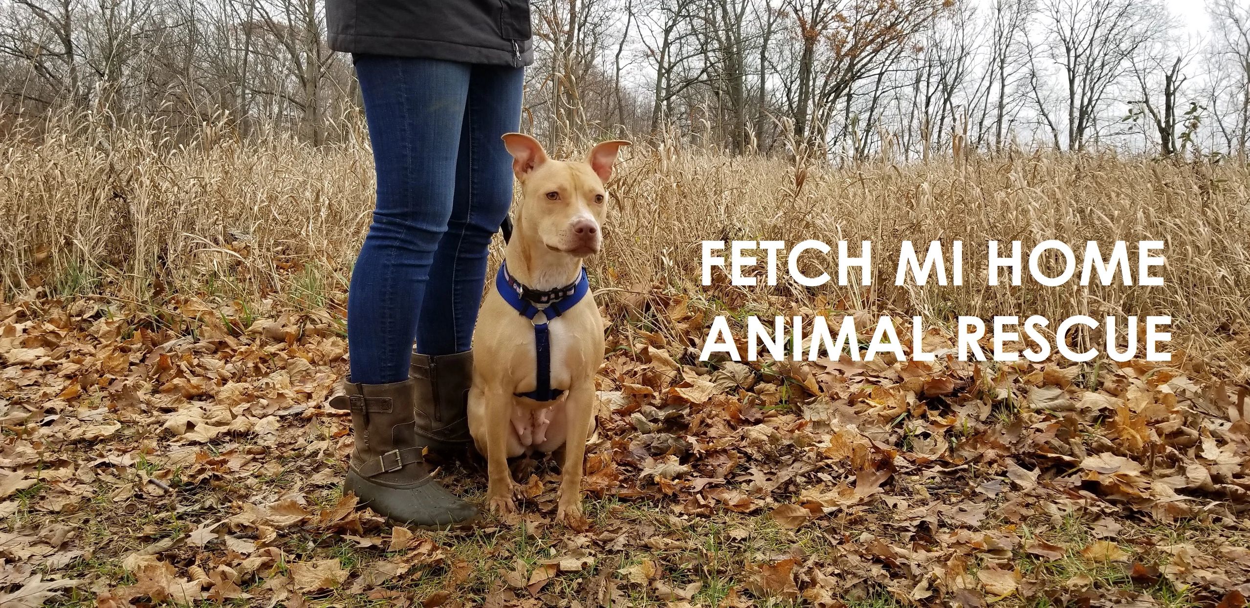 Fetch MI Home Animal Rescue Grand Rapids, Michigan Fetch MI Home