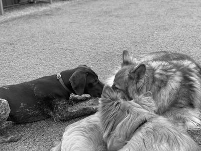 Bespoke dog training, dog training, Carshalton, surrey, Wimbledon, puppy
