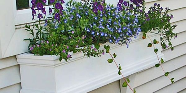 10 Easy Window Box Herbs | WindowBoxes.com