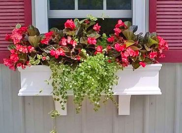 vines hanging window flowers boxes
