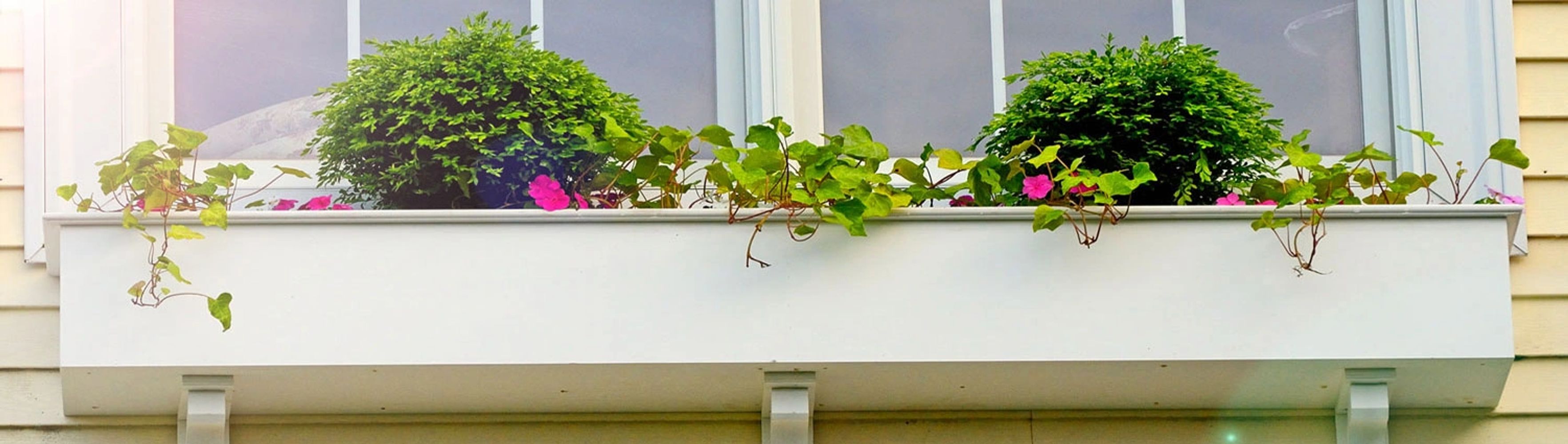 Window Boxes