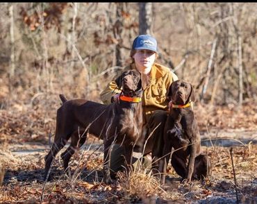 English Pointer pointing Quail