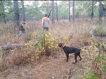 Great quail hunt