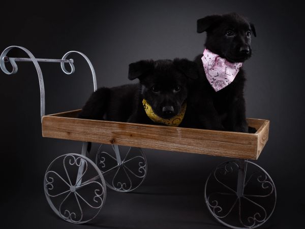 Two black puppies in a wooden wagon with bandanas.