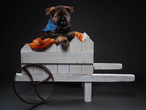 Puppy in a white wooden cart with a blue bandana.