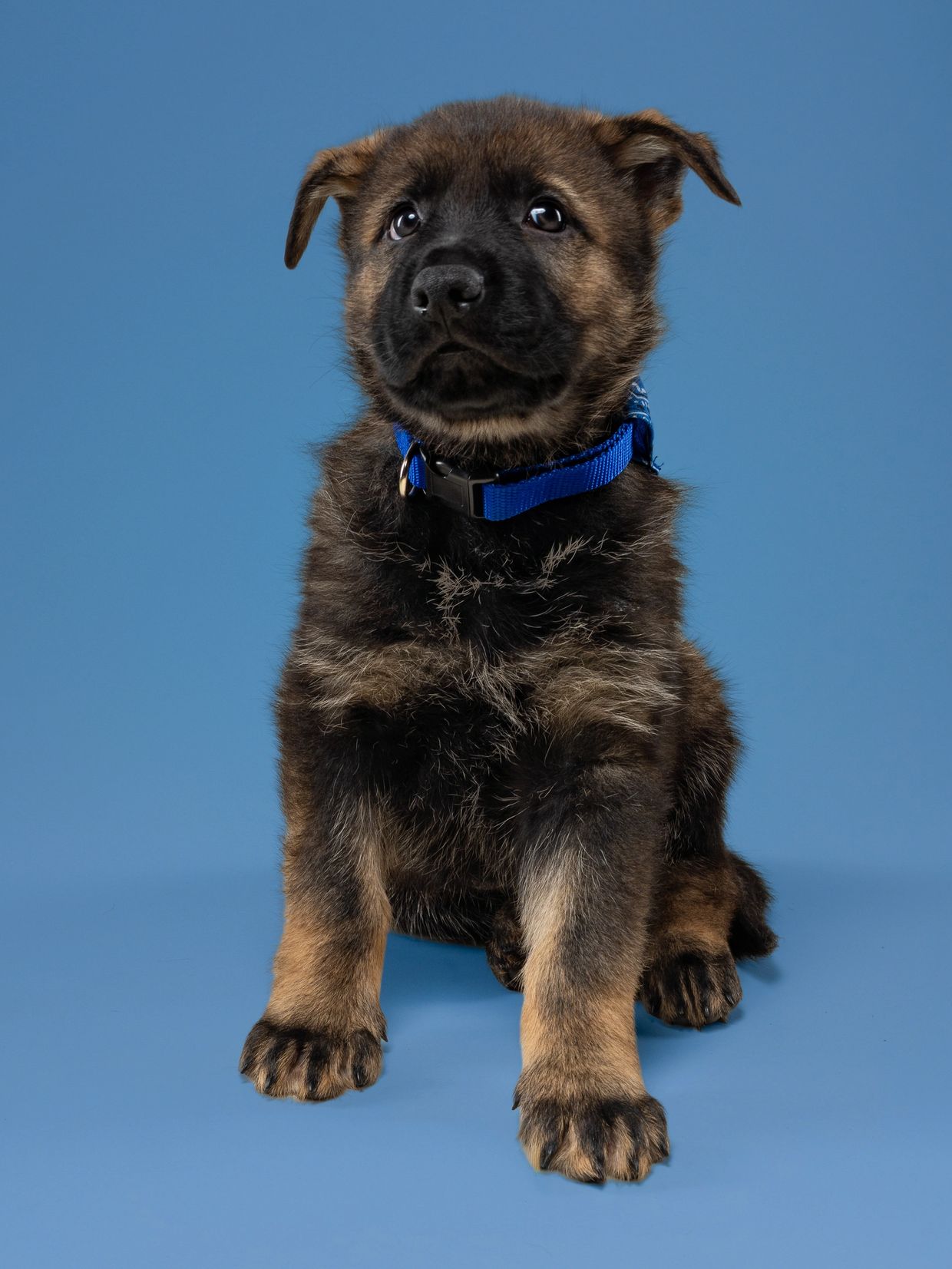 A cute German Shepherd puppy with a blue collar sitting on a blue background.