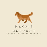 Mack's Goldens