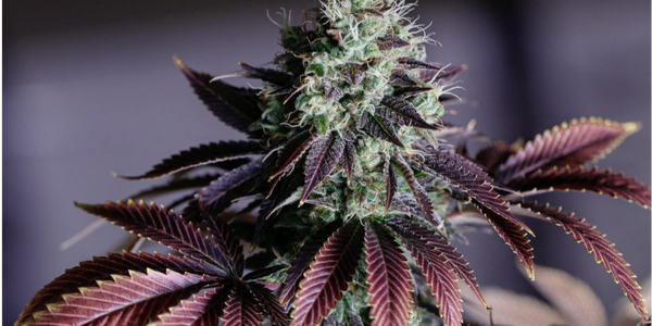 Cannabis Funding