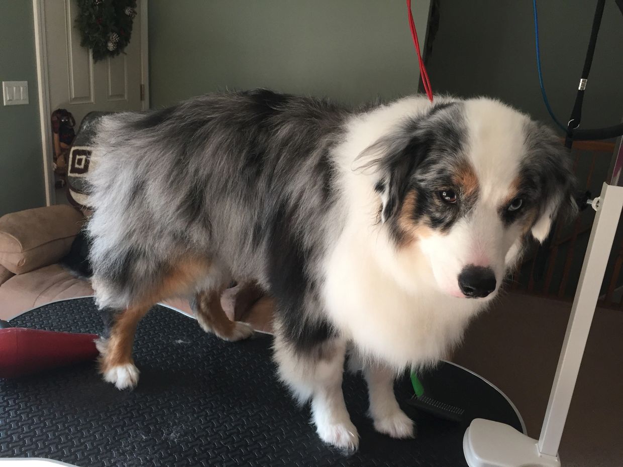 Grooming Theta Aussies