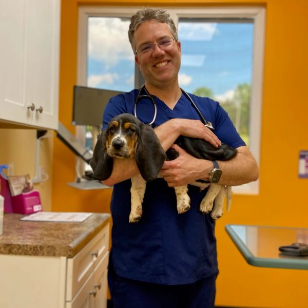 Veterinarian holding a puppy in a clinic.