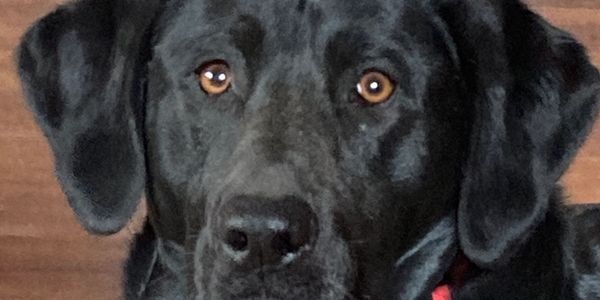 Clara, the Lone Bison Labrador