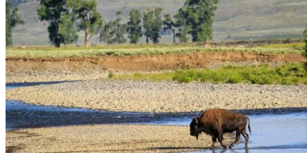 Bison actually improver habitat.