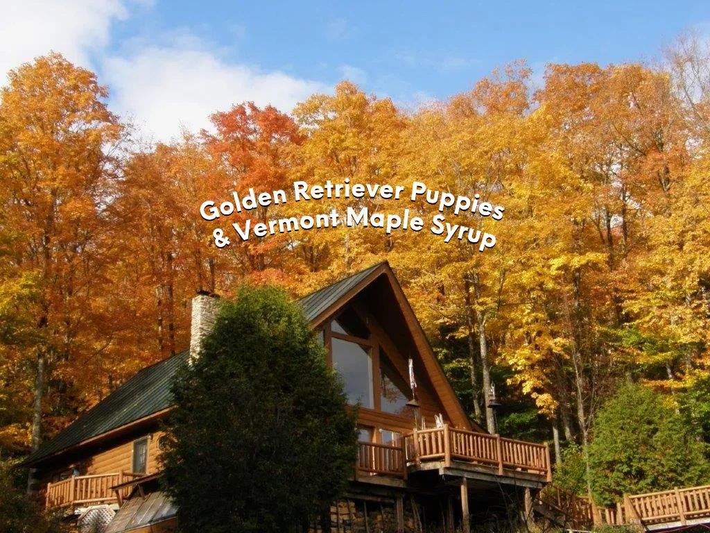 McClure's Countryside Enterprises Breeder, Golden Retriever Purebred