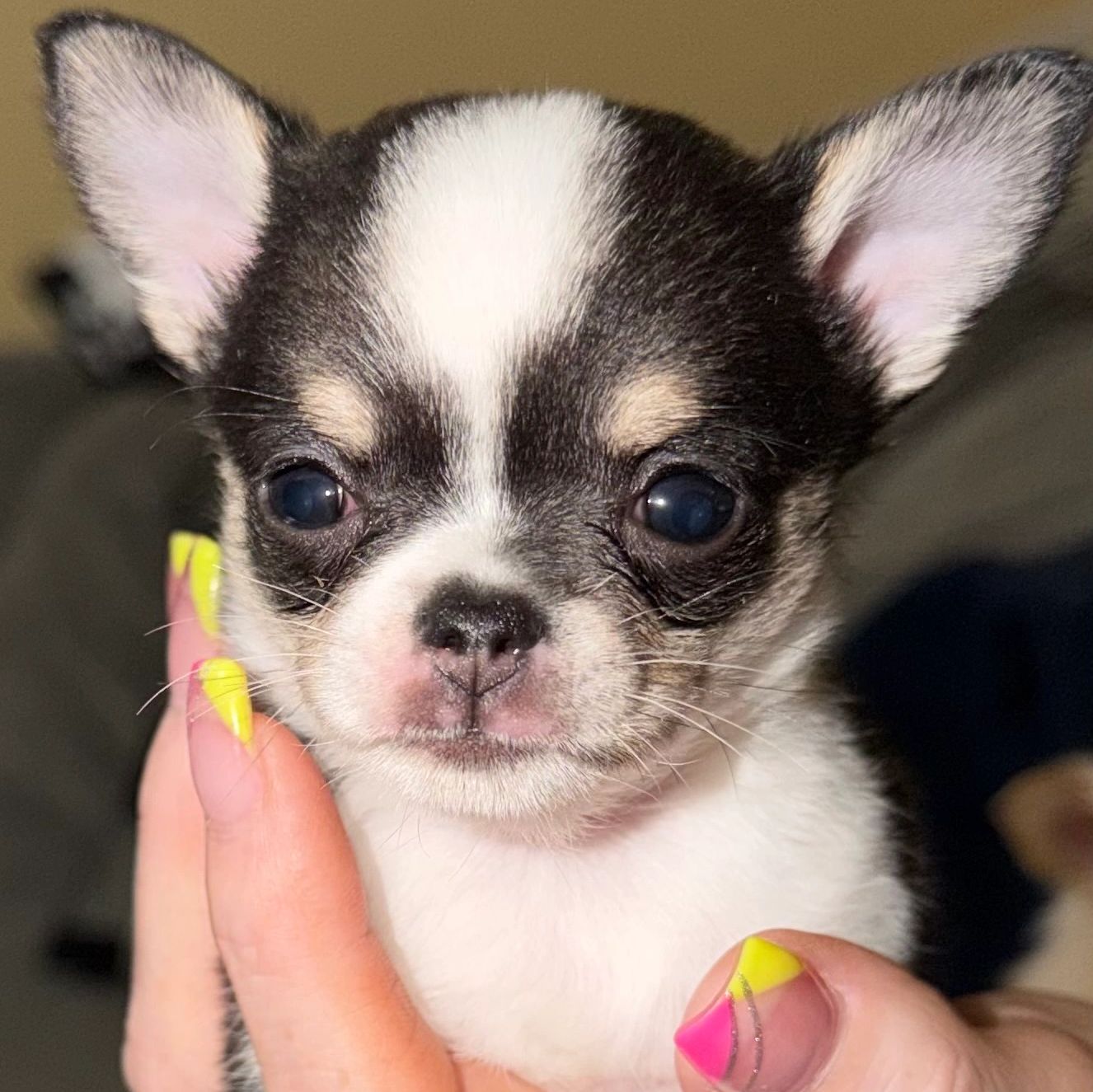 Close-up of a tiny black and white Chihuahua puppy held gently in hand.