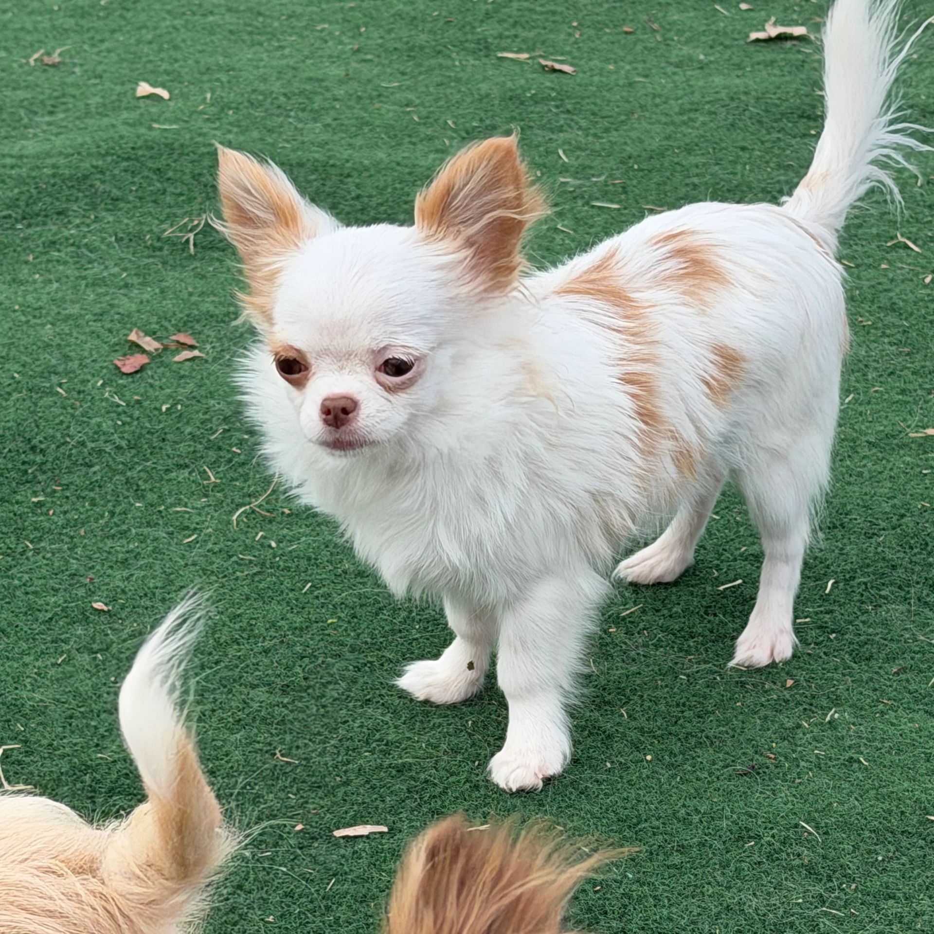 Small white and tan Chihuahua standing on grass.