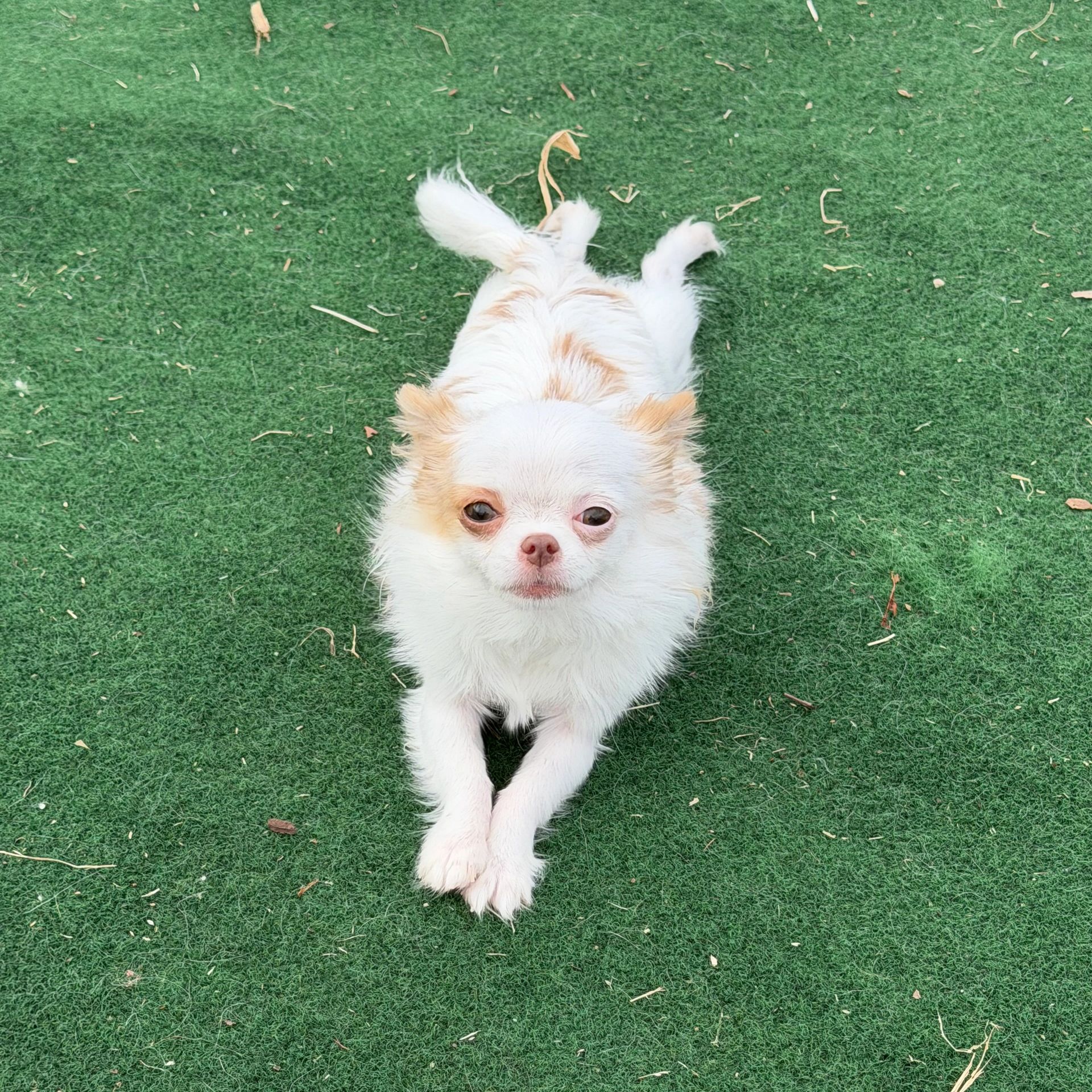 White and tan Chihuahua lying on green grass, looking up.