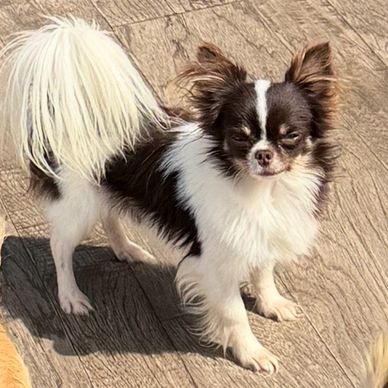 Small black and white long-haired Chihuahua standing on wooden floor.